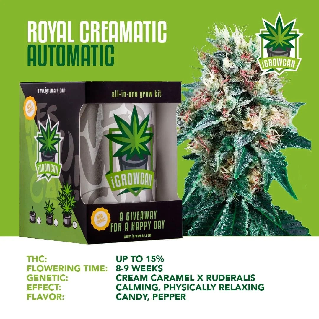 iGrowCan Automatic - Royal Creamatic