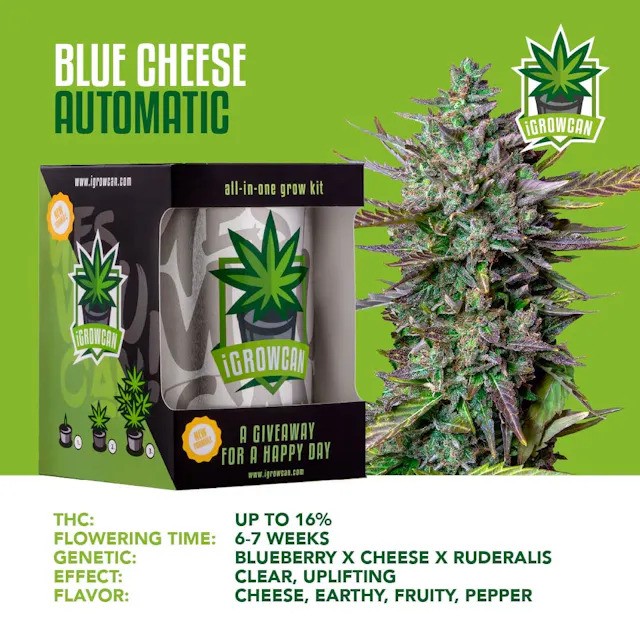 iGrowCan Automatic - Blue Cheese