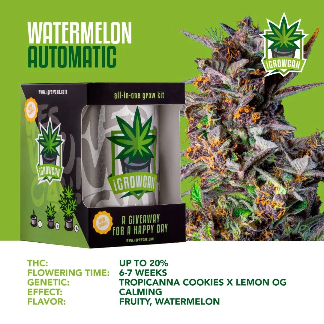 iGrowCan Automatic - Watermelon