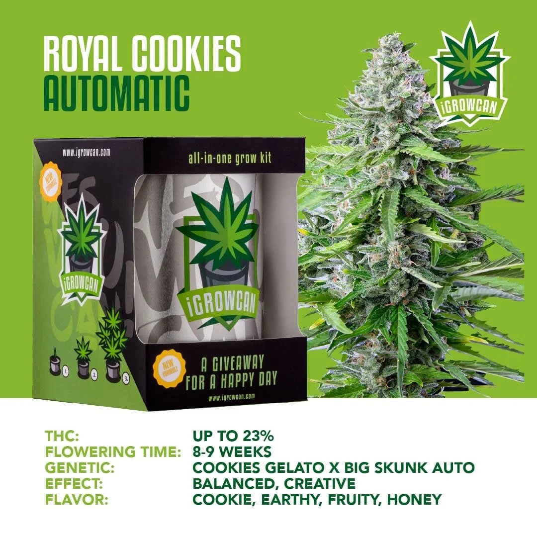 iGrowCan Automatic - Royal Cookies